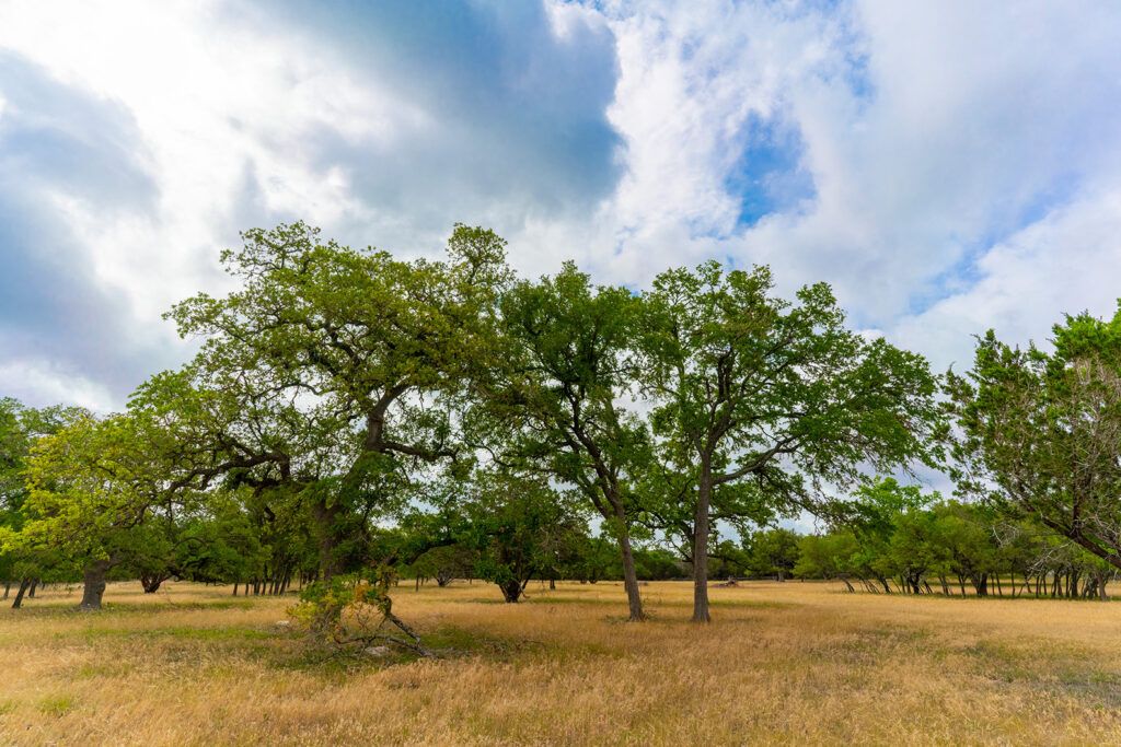 7 Acres at 295 Rolling Oaks Dr., photo 4